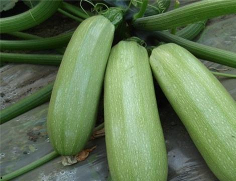 纽子瓜可以吃吗,美味可口的天然零食，你了解多少？
