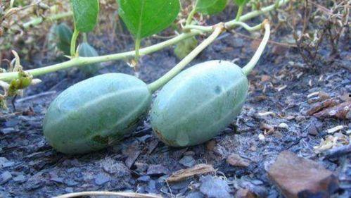 纽子瓜可以吃吗,美味可口的天然零食，你了解多少？