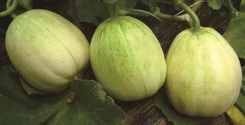 纽子瓜可以吃吗,美味可口的天然零食，你了解多少？