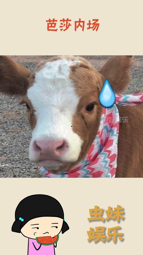 抖音吃瓜张,揭秘娱乐圈幕后故事