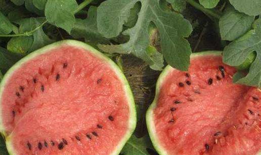 月子吃生瓜,揭秘为何不能吃生瓜