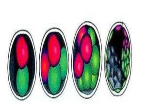 试管婴儿移植后可以吃哈密瓜吗,哈密瓜可食用吗？