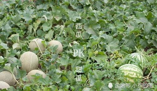 辛追吃的什么瓜