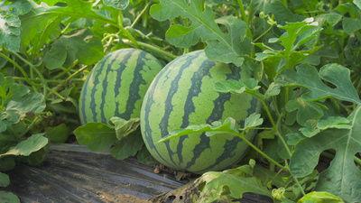 吃瓜看影视素材视频,跟随素材视频探秘影视幕后