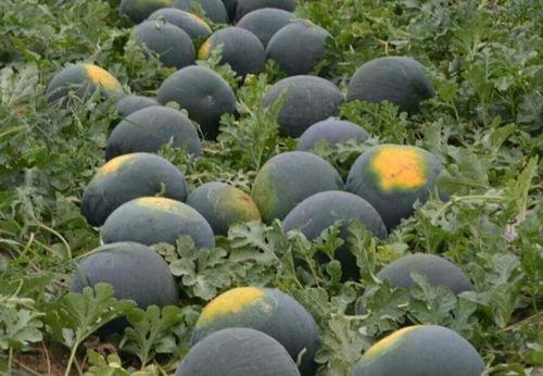 吃瓜黑皮,一场关于网络文化的深度探讨