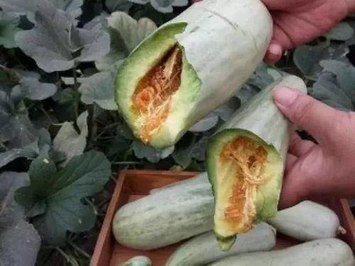 孕妇可以吃白皮瓜,白皮瓜的营养价值与食用指南