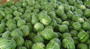 信尧广场吃瓜,热闹非凡的吃瓜现场，见证人间百态