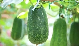 3月吃瓜视频,盘点热门吃瓜视频盘点