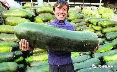 吃蓝瓜会不会,食用蓝瓜的神奇效果与注意事项