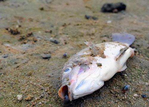 奇怪的鱼吃瓜,揭秘海洋中的奇异现象