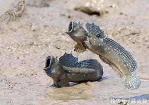 奇怪的鱼吃瓜,揭秘海洋中的奇异现象