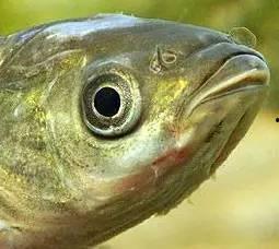 奇怪的鱼吃瓜,揭秘海洋中的奇异现象