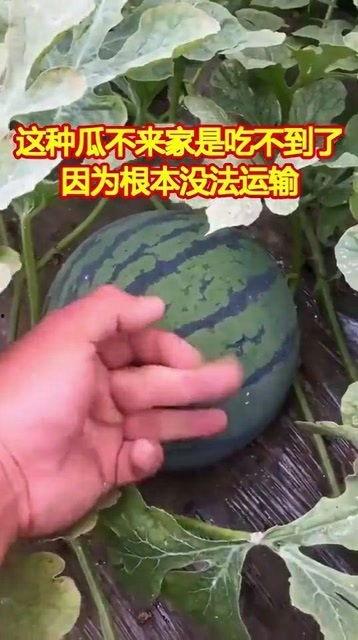 吃瓜找不到瓜,网络迷思背后的真相