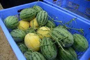 金职院吃瓜,揭秘校园热点事件背后的真相