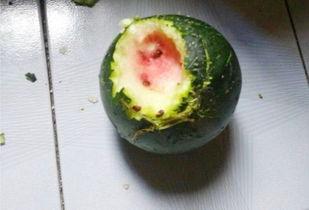 初普吃瓜,揭秘娱乐圈那些不为人知的幕后故事