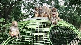 知青下乡吃瓜,知青下乡的甜蜜回忆