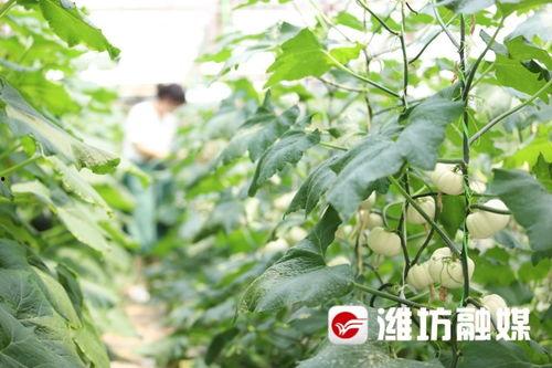 昌乐全福元吃瓜,吃瓜群众的欢乐盛宴