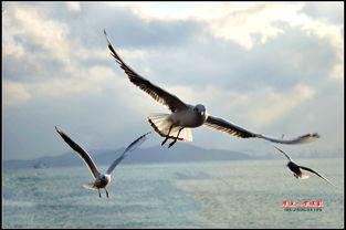 自由飞翔吃瓜视频,揭秘娱乐圈幕后故事