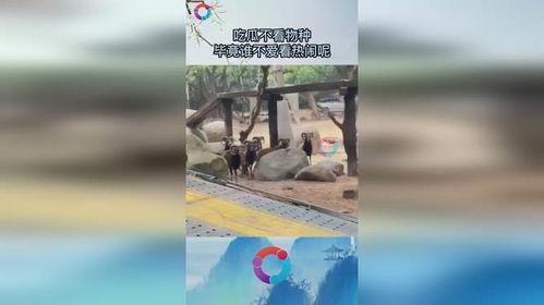 吃瓜不看物种,揭秘吃瓜者的独特视角