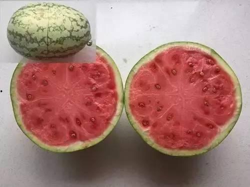 吃瓜科学,趣味与知识的交汇点