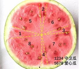 吃瓜科学,趣味与知识的交汇点