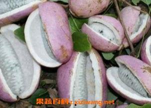 阿姨吃八月瓜视频下载,视频下载尽享田园时光