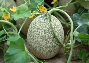 哈密瓜种可以吃吗,哪些可以放心食用