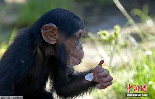 小猩猩吃瓜,小猩猩的夏日瓜果盛宴