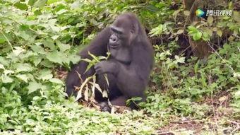 小猩猩吃瓜,小猩猩的夏日瓜果盛宴