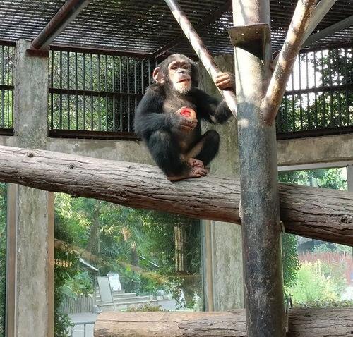 小猩猩吃瓜,小猩猩的夏日瓜果盛宴