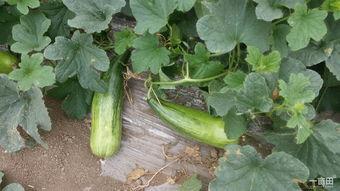 花皮瓜怎么吃,解锁美味新体验