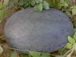 花皮瓜怎么吃,解锁美味新体验