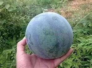 籽瓜煮着吃,传统美食的新演绎