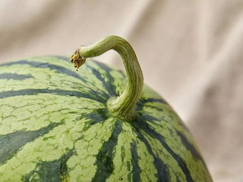 聆风吃瓜,揭秘娱乐圈幕后故事