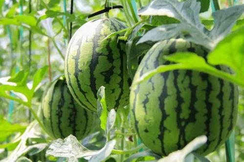 吃瓜 免费,吃瓜群众免费畅享的娱乐盛宴