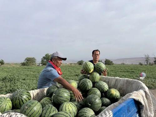 后花园吃瓜,揭秘娱乐圈背后的那些事儿