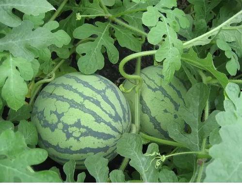 后花园吃瓜,揭秘娱乐圈背后的那些事儿